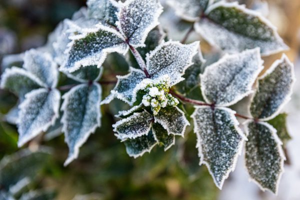 Winter is coming! – Tipps wie ihr Garten & Balkon optimal für den Winter vorbereitet