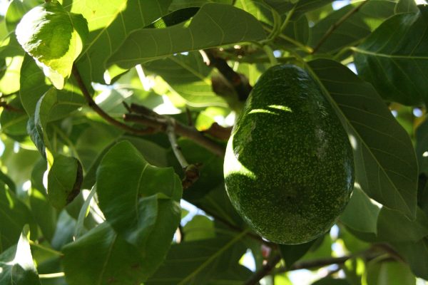 From pit to tree: how easy it is to grow your own avocado tree